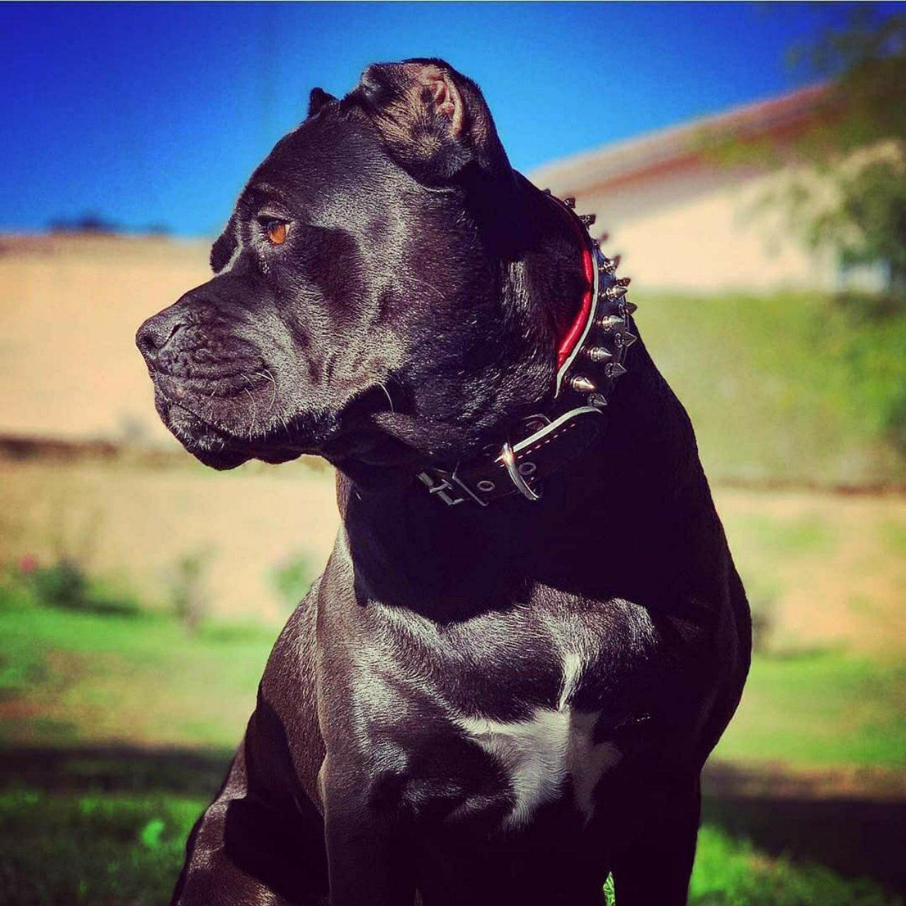 Frenchie collar