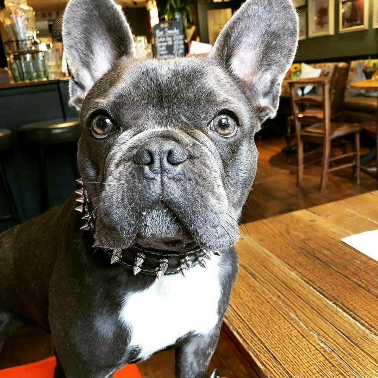 Frenchie collar